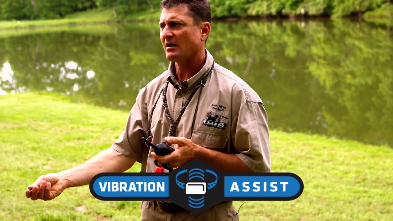Retriever Training Techniques with DT Systems H20 1820 Remote Controlled Dog Training Collars