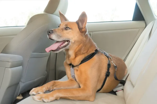 PetSafe® 3 in 1 Harness and Car Restraint, Medium, Black - Image 2