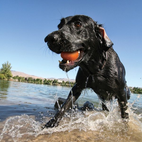 Kurgo® Skipping Stones Floating Fetch Dog Toy - Assorted 3PK POG30-17652 - Image 4