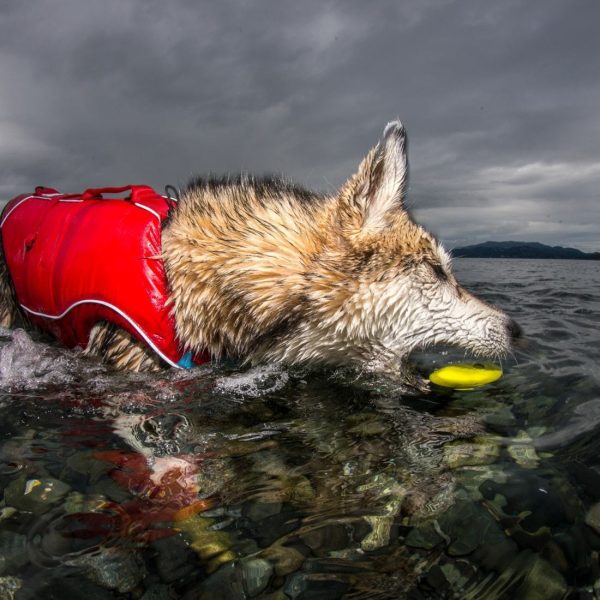 Kurgo® Skipping Stones Floating Fetch Dog Toy - Assorted 3PK POG30-17652 - Image 3