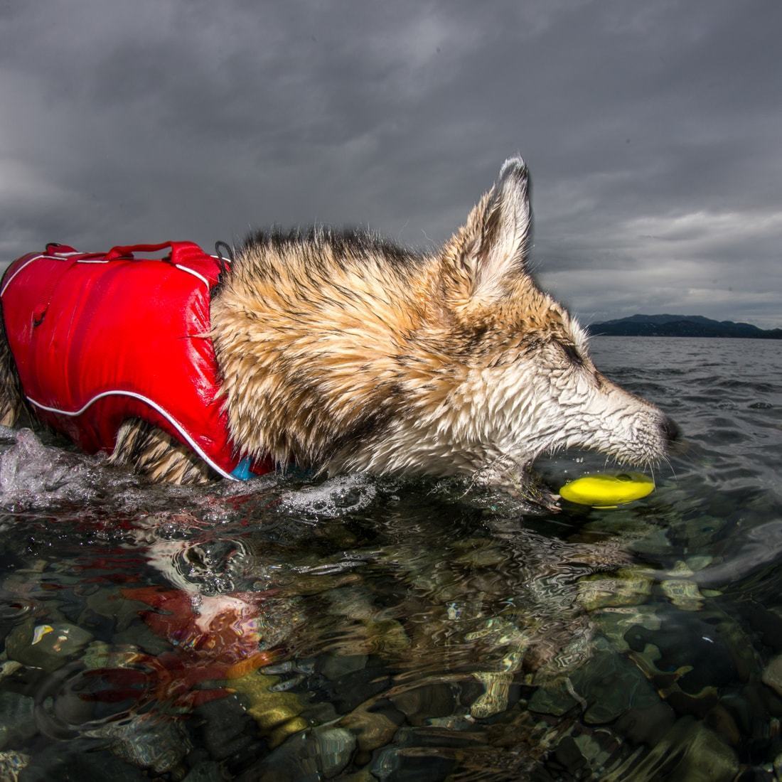 Kurgo® Skipping Stones Floating Fetch Dog Toy - Assorted 3PK POG30-17652 - Image 3